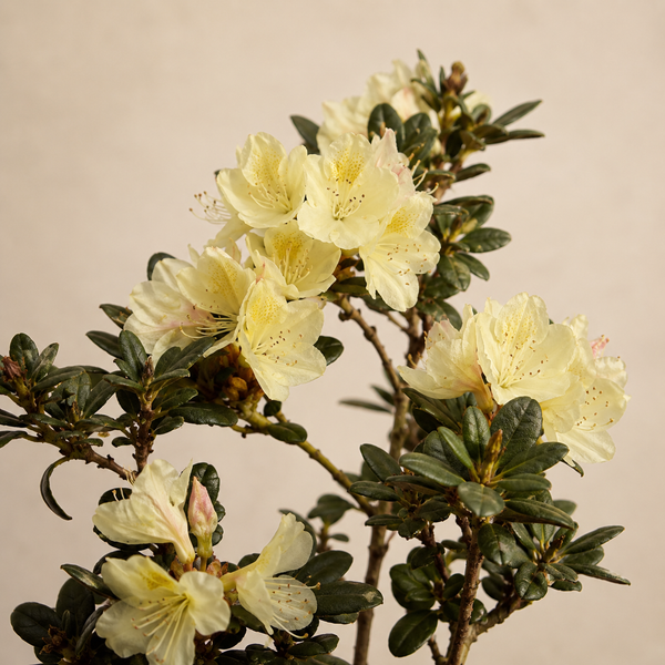Rhododendron