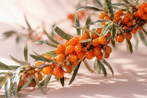Sea Buckthorn Extract vs Oil: What’s the Difference in Skincare?
