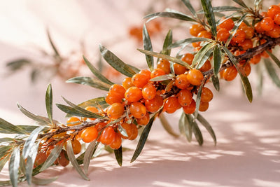 Sea Buckthorn Extract vs Oil: What’s the Difference in Skincare?