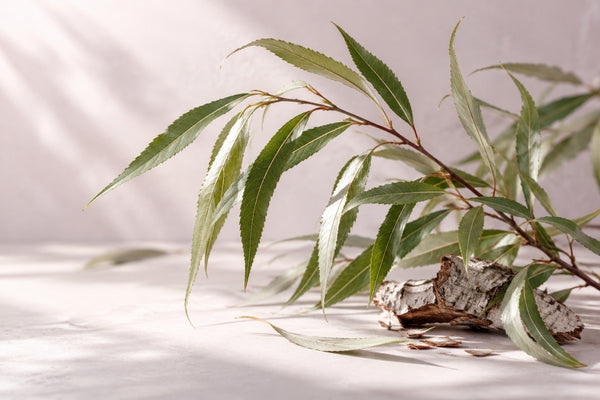 Willow Bark vs Salicylic Acid: Are They the Same Thing?