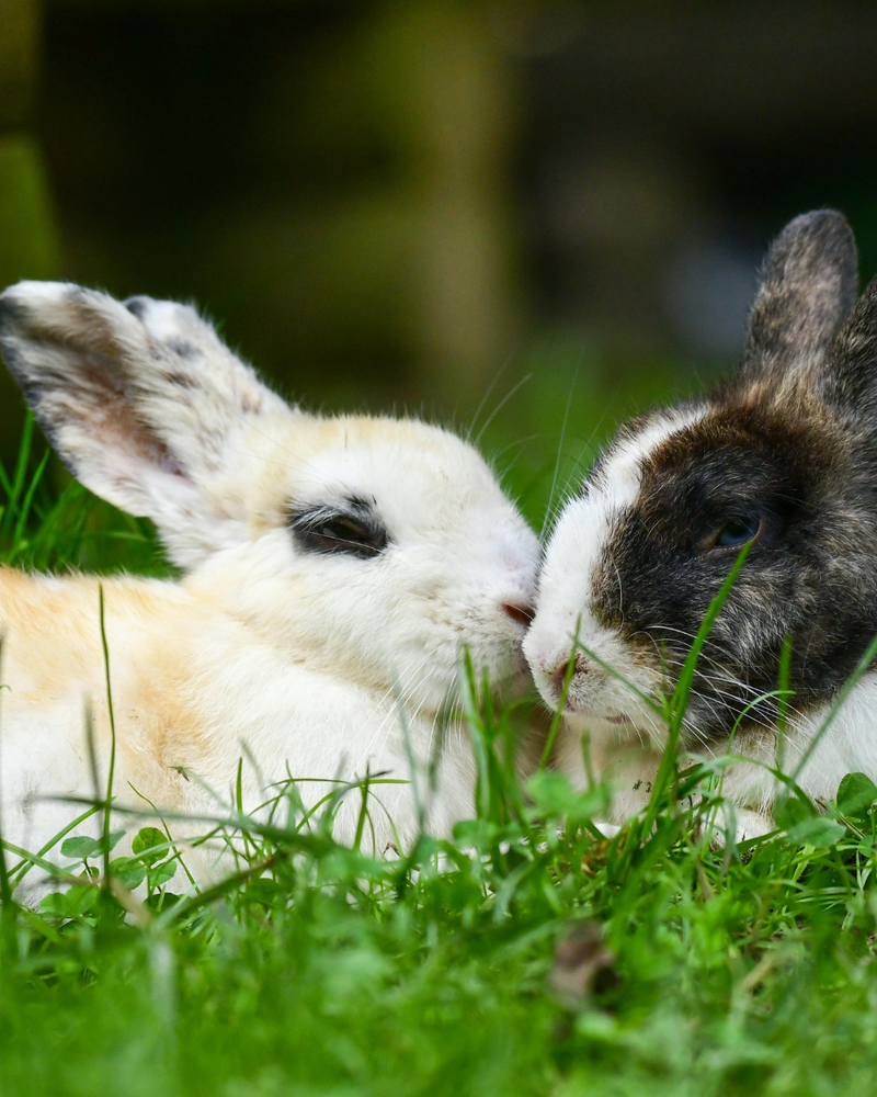 Vegan & Cruelty-Free