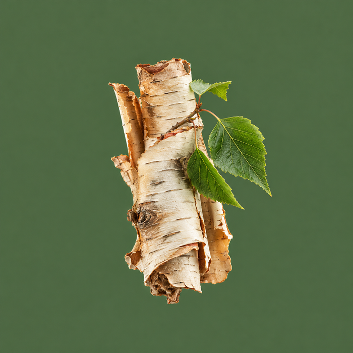 Himalayan Birch