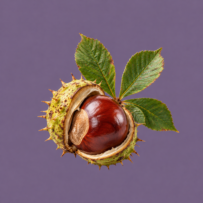 Horse Chestnut
