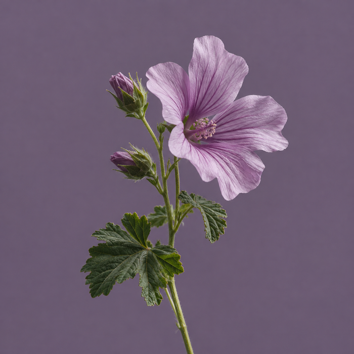 Mallow