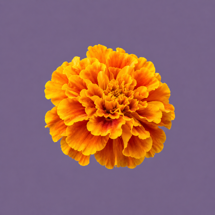 Marigold