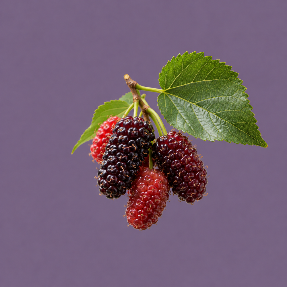 Mulberry