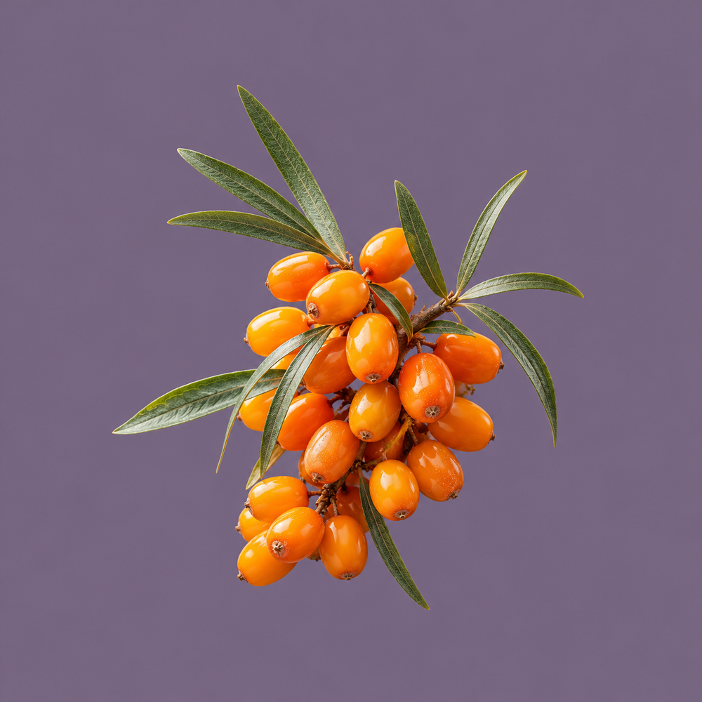 Sea Buckthorn