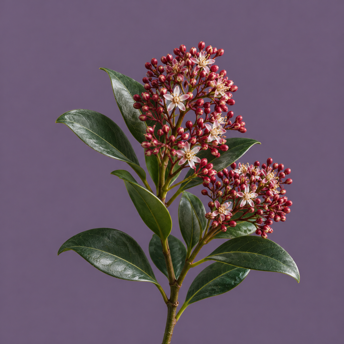 Skimmia