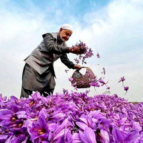 Men harvesting wild thyme flowers in a mountain landscape, representing Melissa Alchemy’s botanical skincare inspiration.
